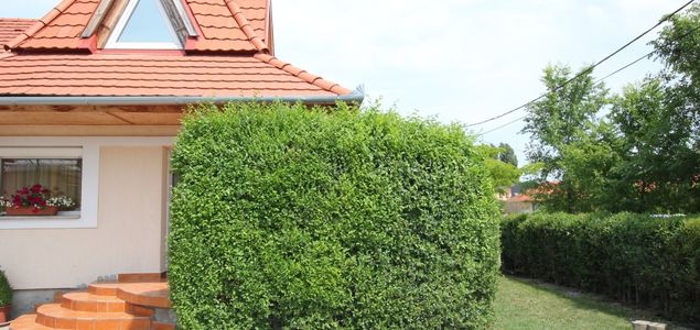 Rychle rostoucí zázračný živý plot - Jilm Sibiřský