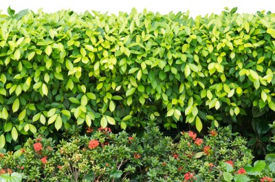 Muchovnik-jedly-plot-05