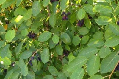 Muchovnik-jedly-plot-10