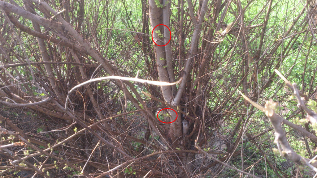 003-2014-brezen-31-ozdravny-1024x576