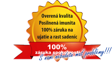 1stpage-100procent