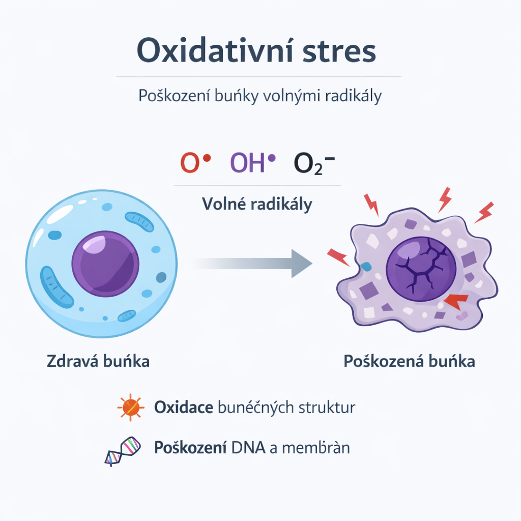 volne-radikaly-bunka