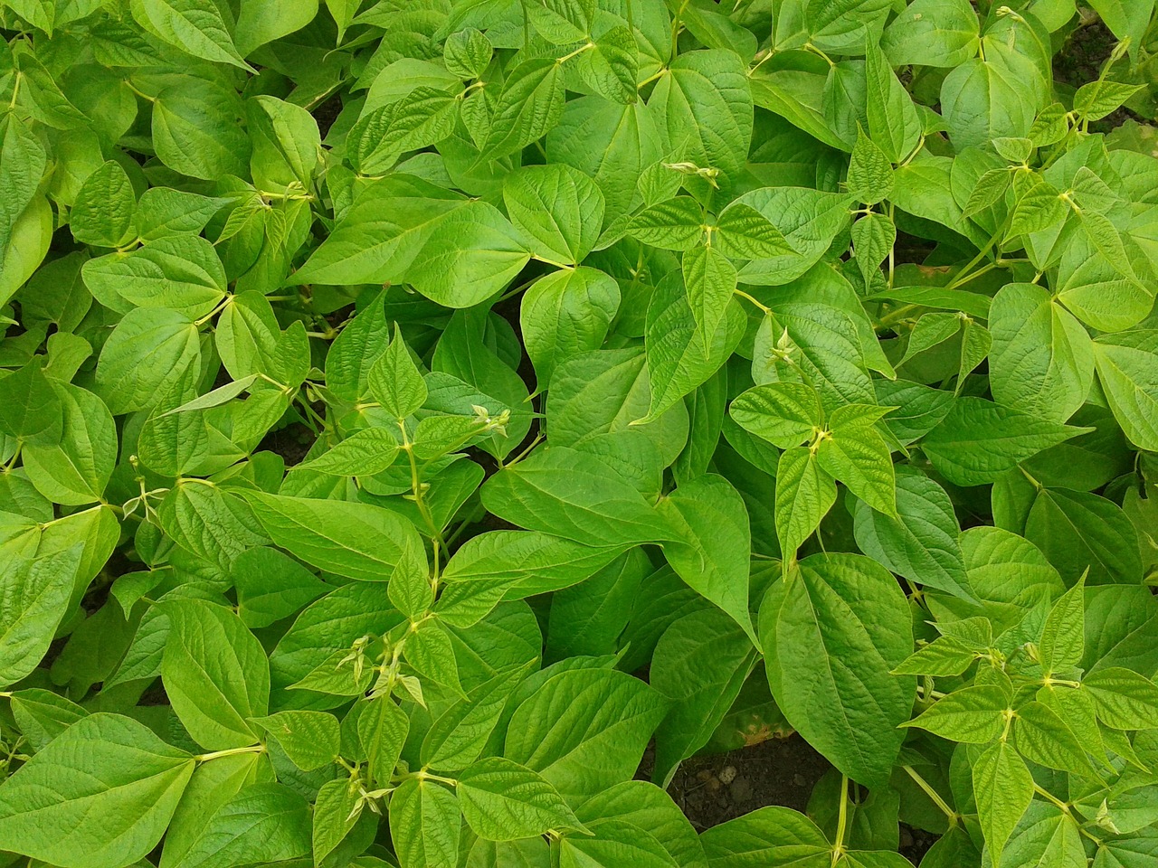 Lusková zelenina - Fazole