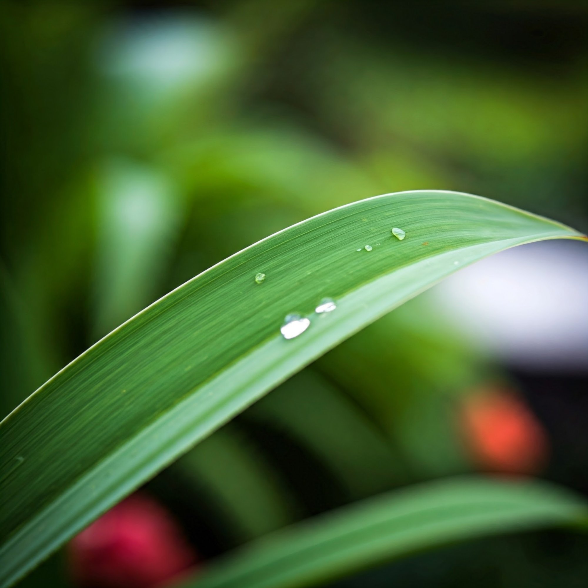 Co jsou Fytohormony ?