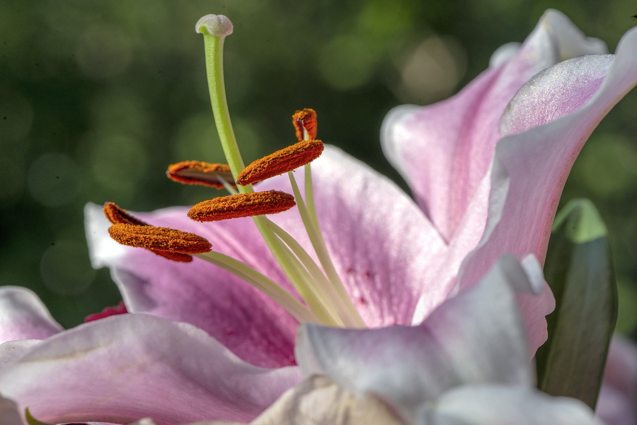Jak se rozmnožují rostliny?