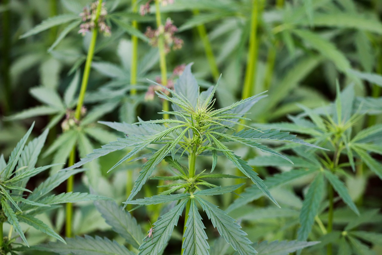 hemp-konopí