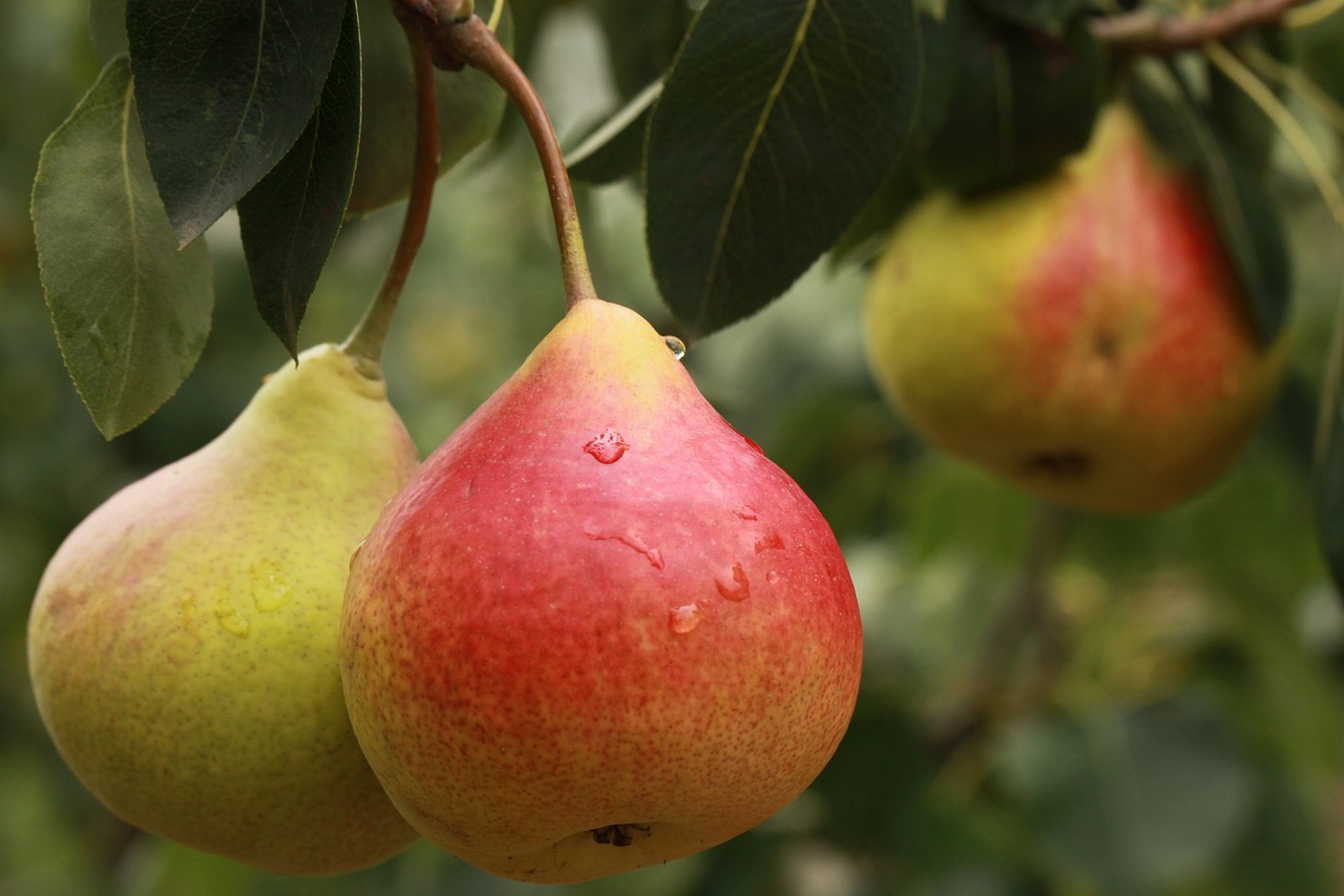 pear-hrušky