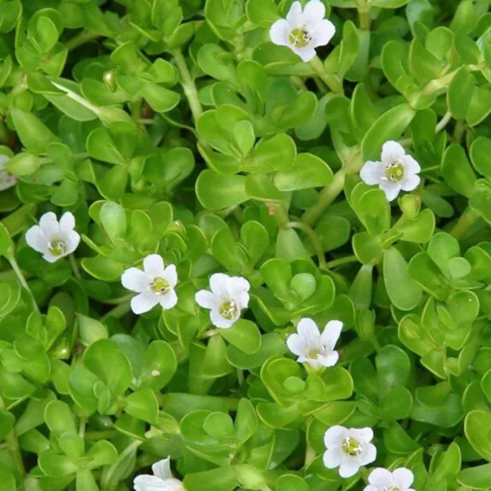 Brahmi účinky: pamäť, sústredenie a stres (Ajurvéda)