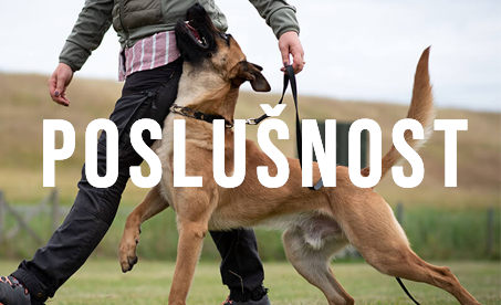poslusnost
