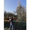 Premium Extra Virgin Olive Oil - 2025 Harvest