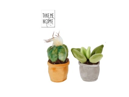Rostliny pokojové plyšové - Take Me Home, dvě varianty