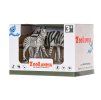 Zebra s mládětem - ZooLandia
