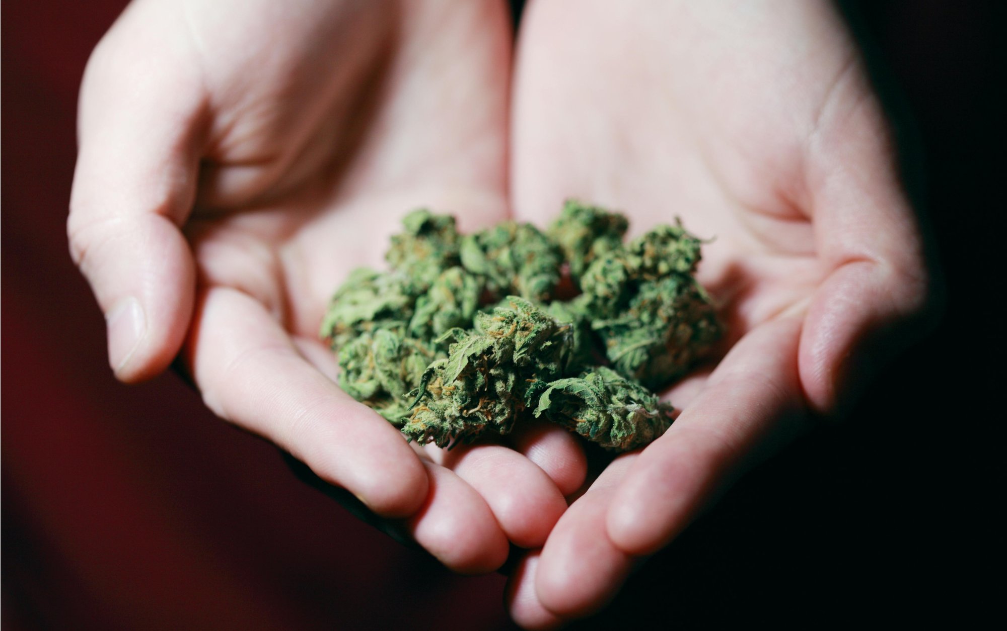 Může se kombinovat CBD a CBG olej? Jaké jsou výhody a správný poměr