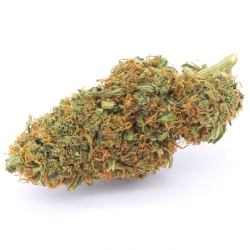 zlatéCBD Odroda konope Orange Bud 20% CBD 1g 0,2% THC