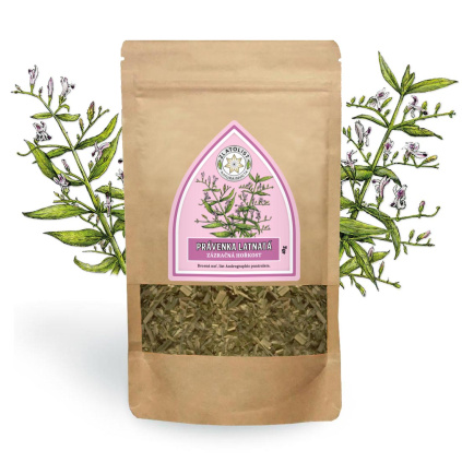 Pravenka latnata andrographis paniculata A