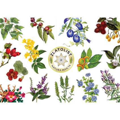 Katalog zlatolist 01