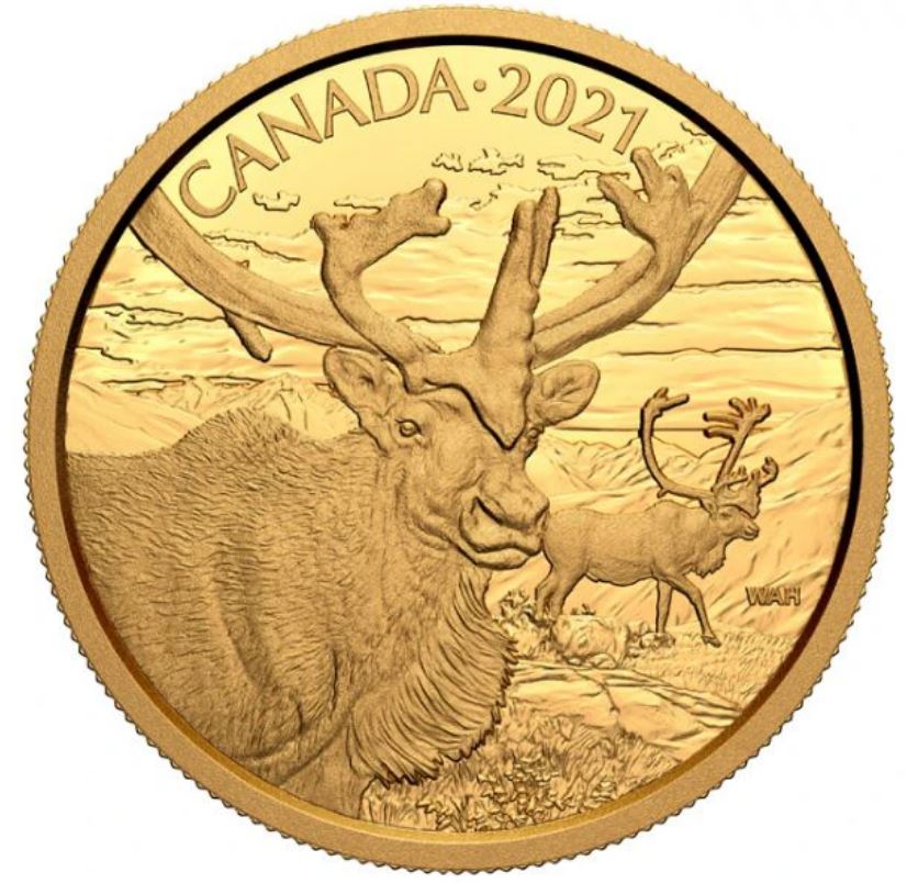Zlatá mince 35g Canadian Wildlife - Karibu-Sob polární 2021 - Proof - Royal Canadian Mint