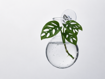 monkey monstera rizek