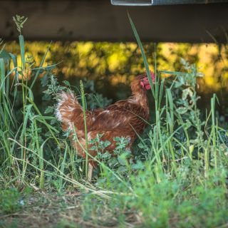 A hele, už se zašívá! Důstojná pokračovatelka generací zdrhni a zanes: Hortenzie, seznamte se! Individualisti v kurníku...