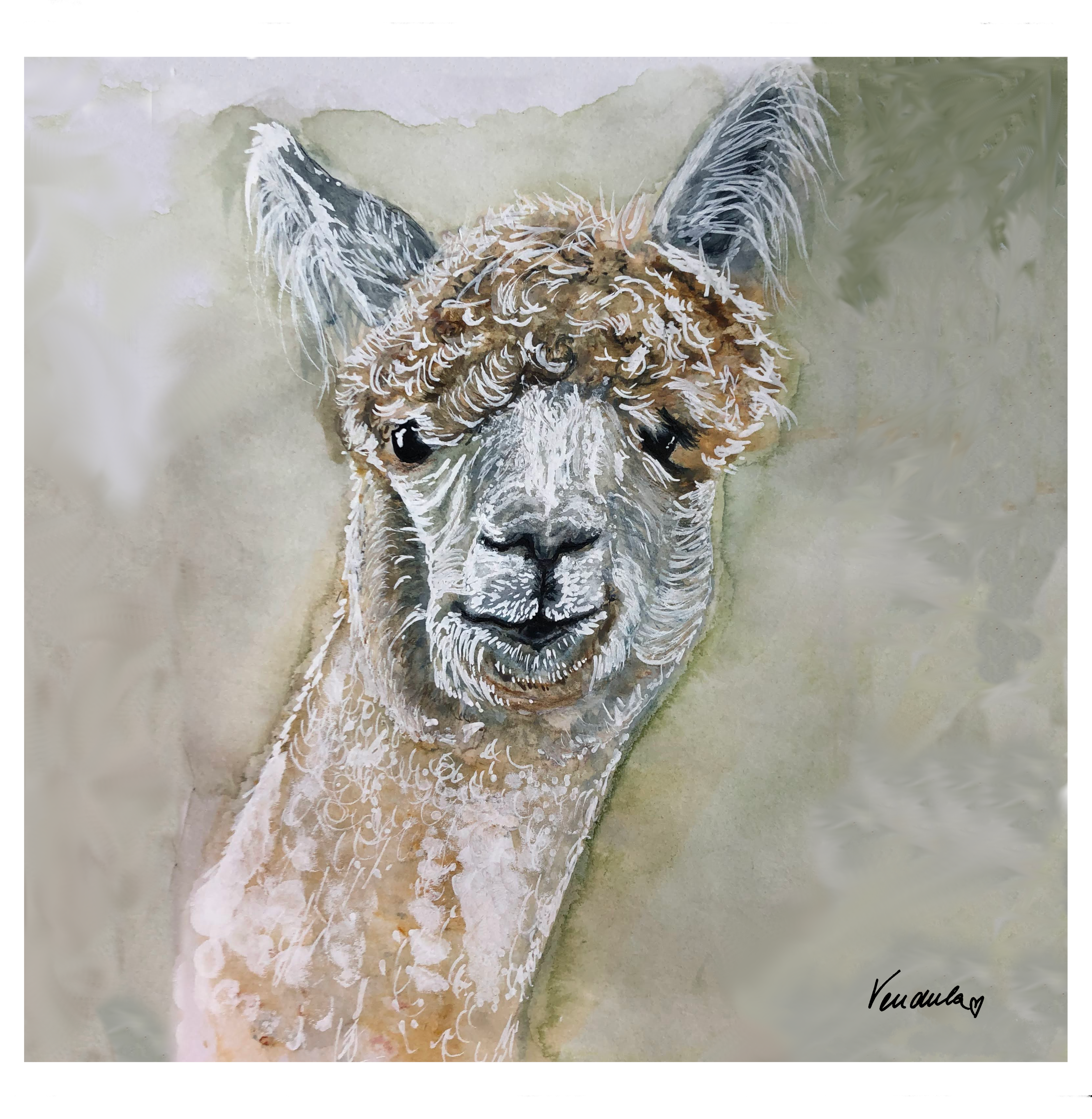 Lama