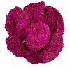 Lyofilizované Dračí ovoce (Pitahaya)