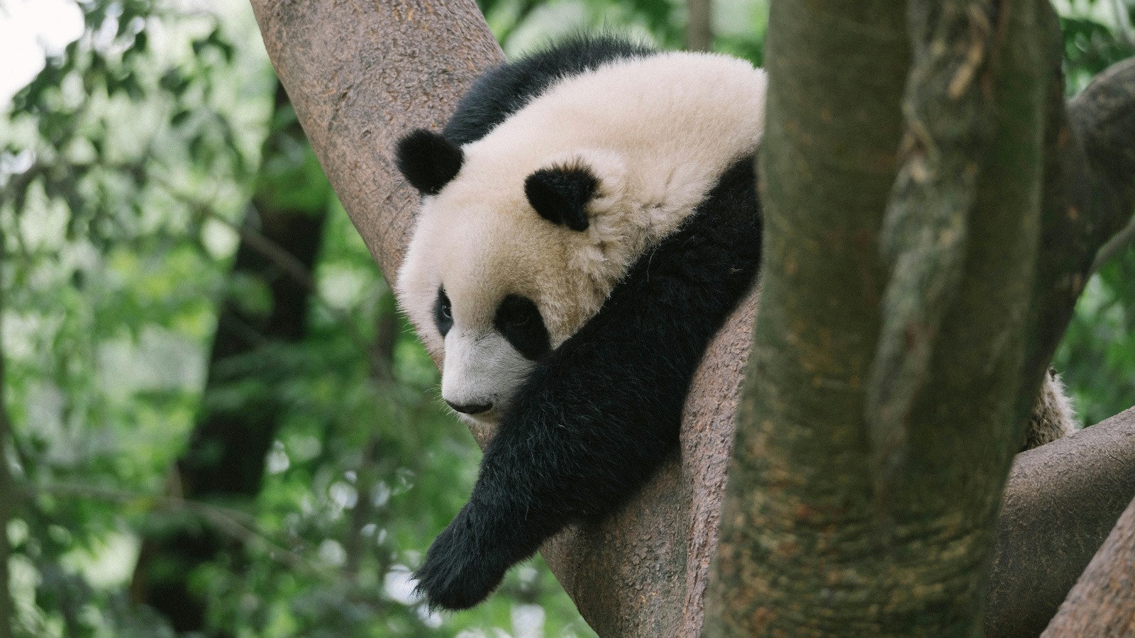 Mezinárodní den Pand 27. října