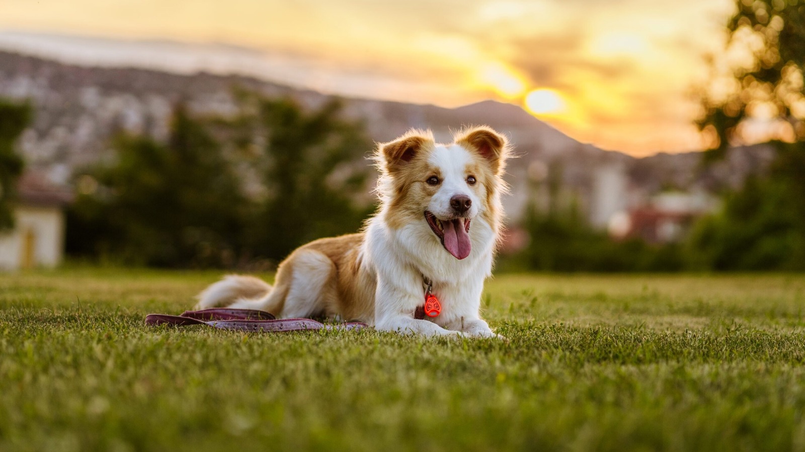Ultrazvukový odpuzovač klíšťat pro psy a kočky