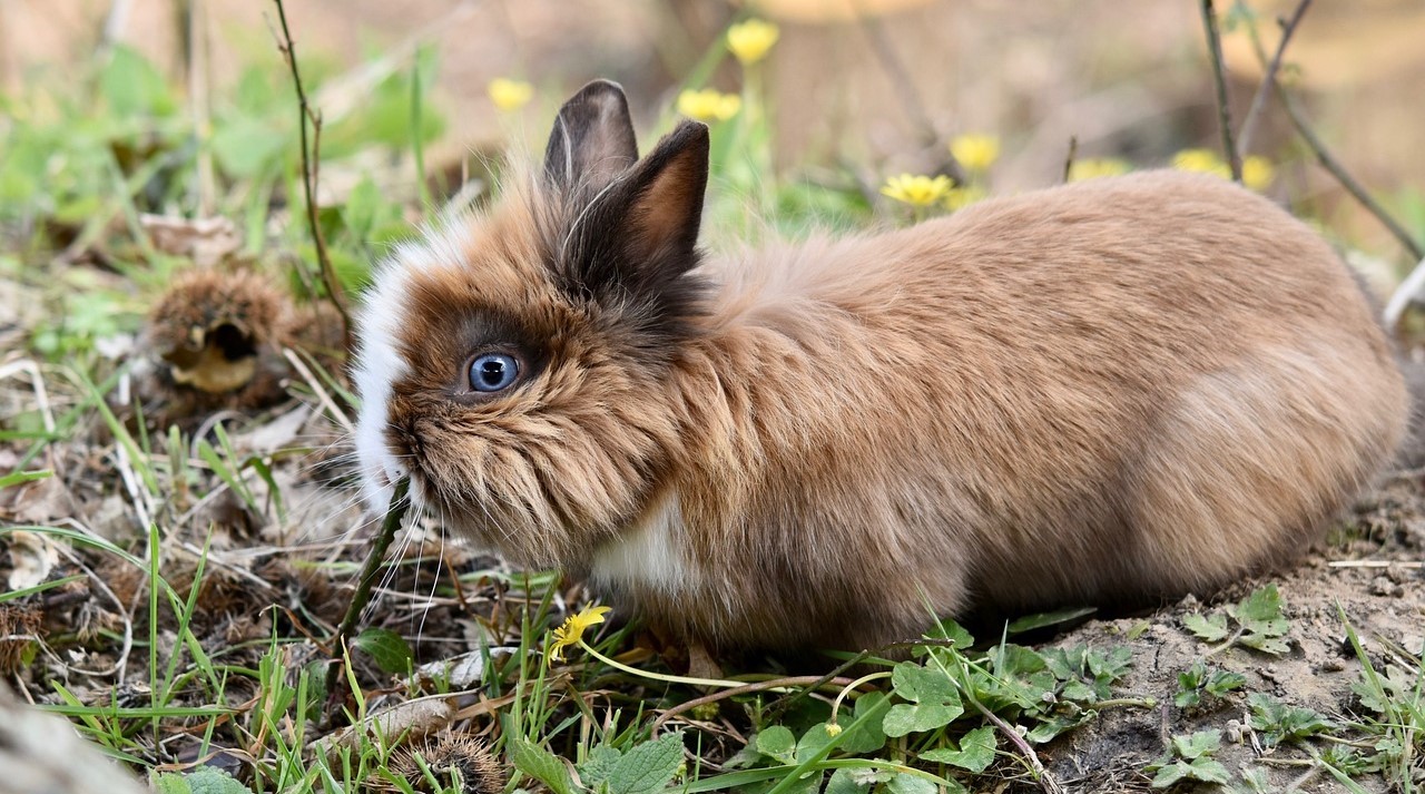 Zakrslý králík – krmivo a péče o vašeho mazlíčka