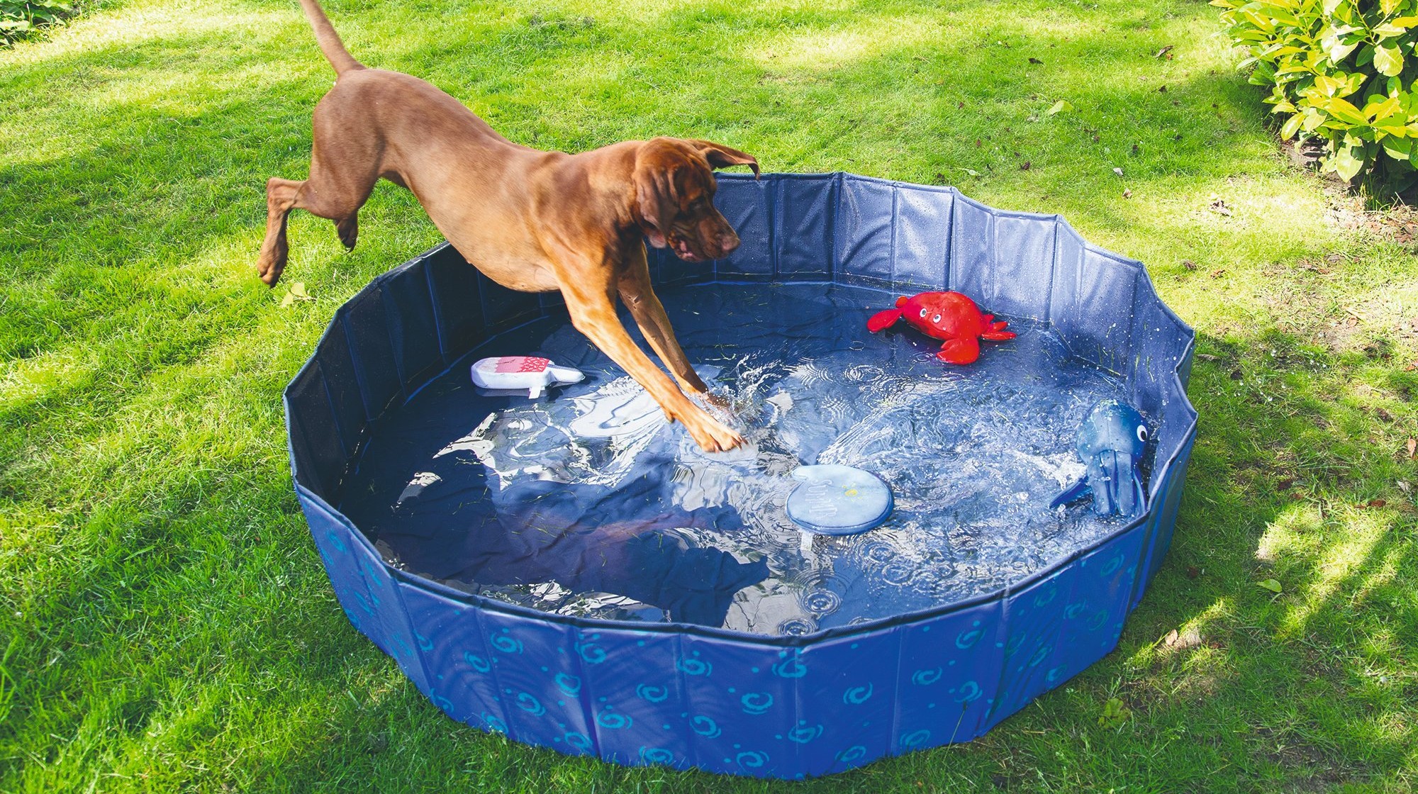 Ochlazení psa v horkých dnech