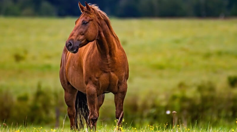 Mezinárodní den koní 28. května