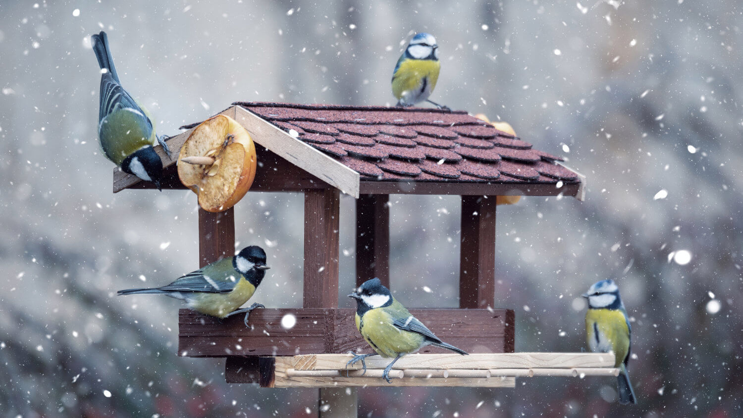 Jak a čím dokrmovat venkovní ptactvo během zimy?