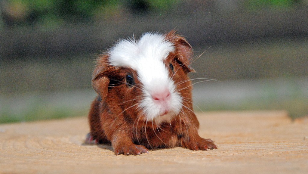 Mezinárodní den morčat 15. března