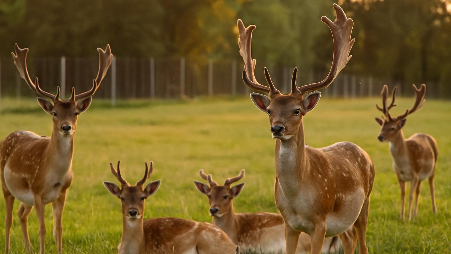 Paroží pro psy – přírodní zábava se silou minerálů
