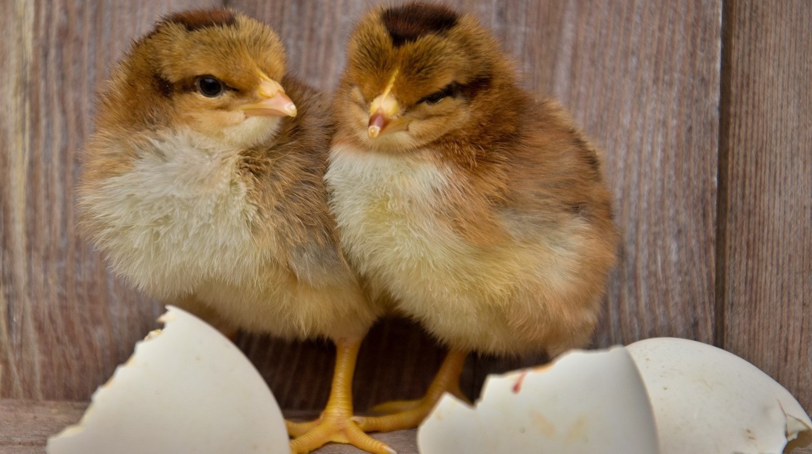 Krmení kuřat - jak správně krmit a podpořit zdraví drůbeže