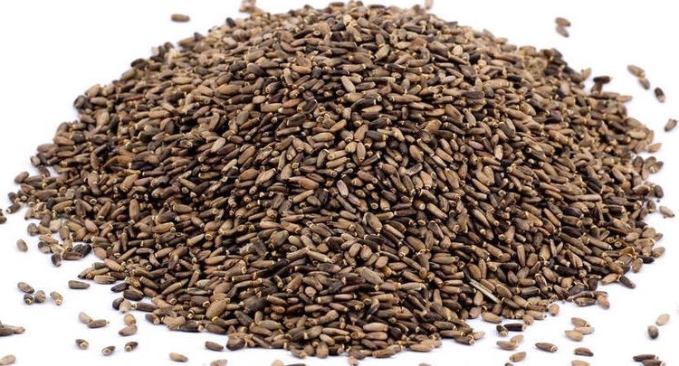 Ostropestřec Mariánský krmný doplněk pro zvířata