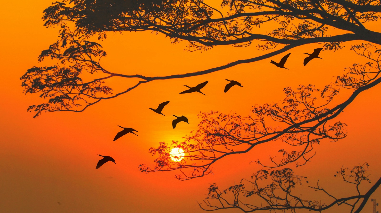 Světový den stěhovavých ptáků World Migratory Bird Day