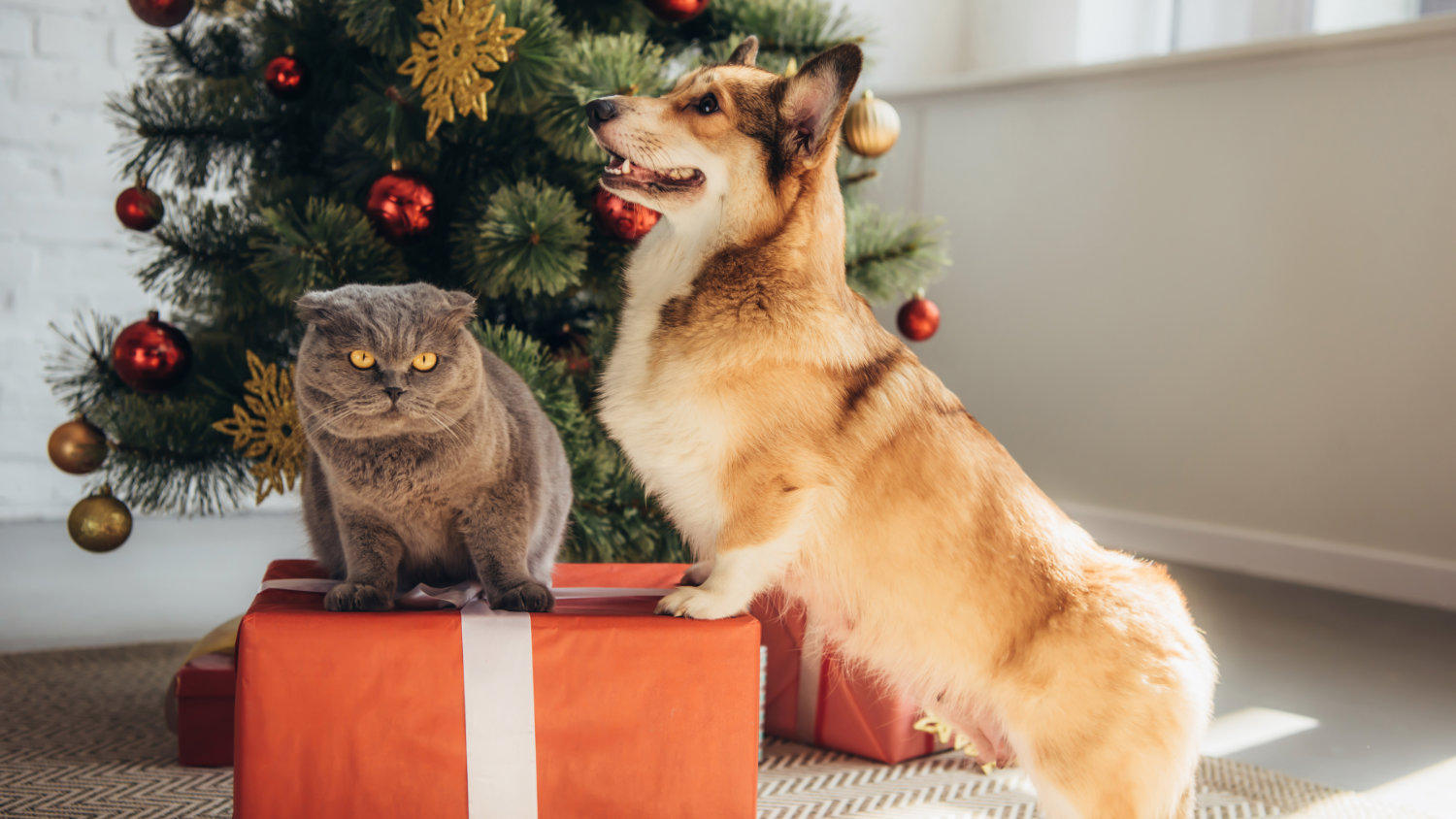 Nezapomeňte pořídit vánoční dárek pro své mazlíčky