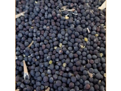 Český partikl Řepka suchá