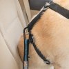 Kurgo® Bezpečnostní pás pro psa do auta Direct to Seatbelt Tether modrý