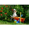 Dog as funny gardener with garden tools and wheelbarrow near poppy flowers 924527896 3812x2616 2905202510293410126