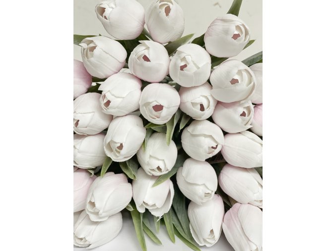 TULIPÁN WHITE PINK