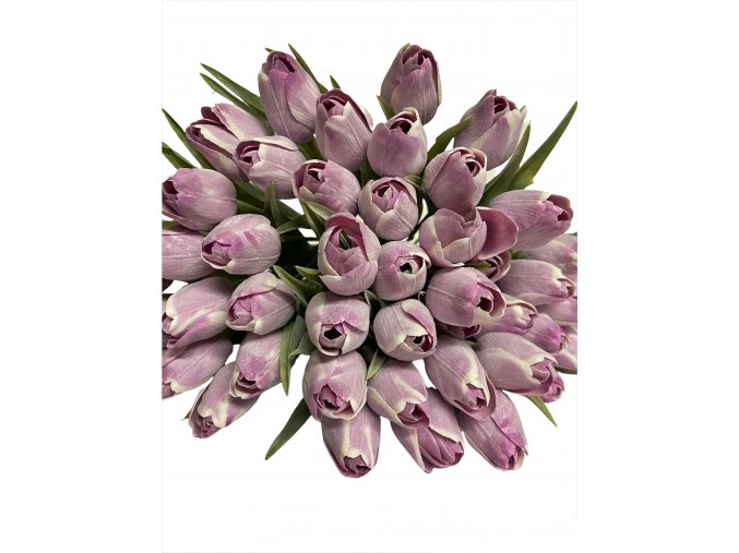 tulipán lavender z naší kredence