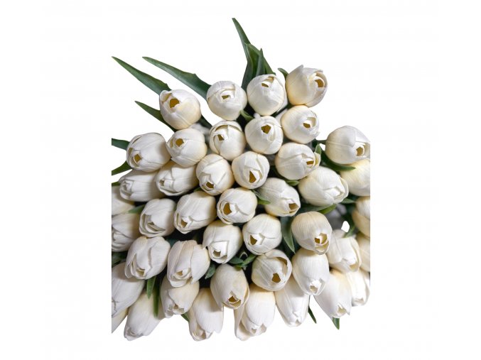 tulipan cream white