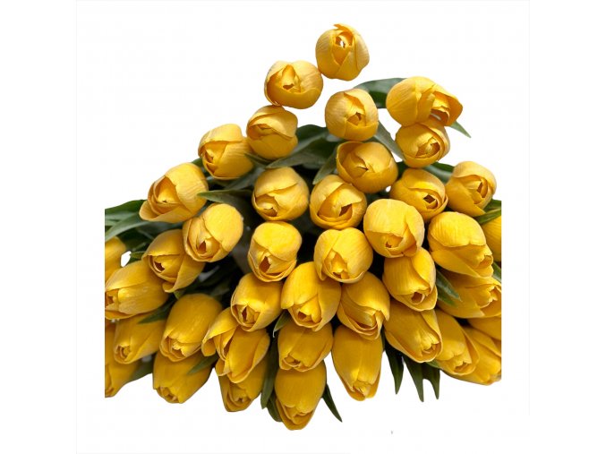 tulipan dark yellow