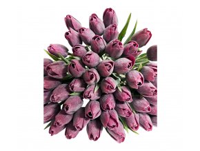 DARK PURPLE TULIPAN