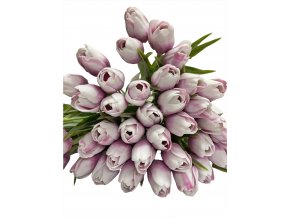 tulipán white purple z nasí kredence