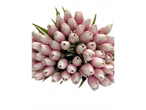 PINK WHITE TULIPÁN