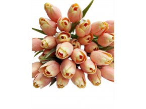 PEACH TULIPÁN