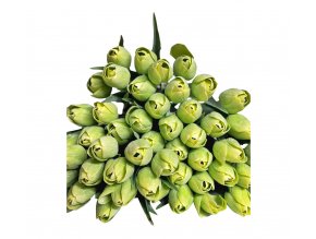 tulipán light green
