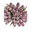 tulipán lavender z naší kredence